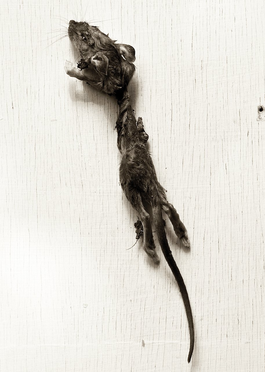 Loading Image