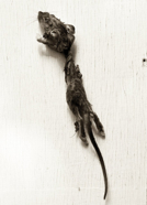 seen_1