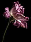 Img2006-10-10_0004