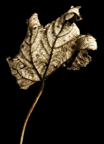 Img2006-10-03_0005